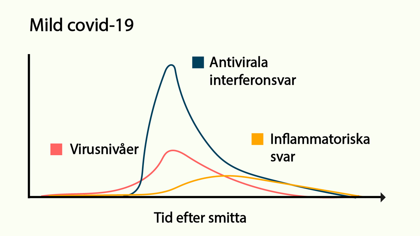 Immunsvaret Vid Covid-19 – Vad Vet Vi? – Vetenskap Och Hälsa