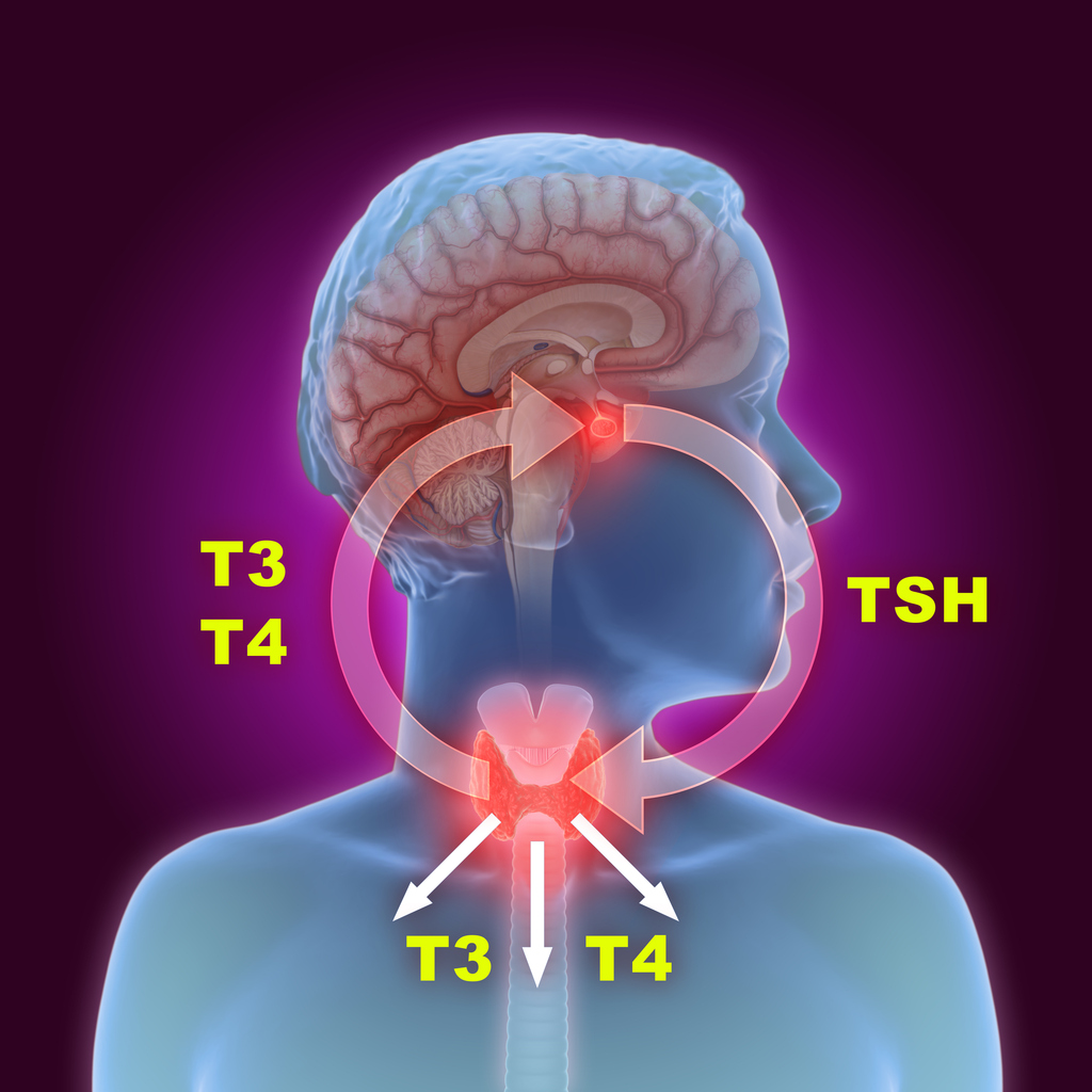 Illustration av hur TSH, T4 och T3 hänger ihop.
